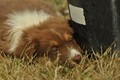 Australian Shepherd / Bild 72 von 140 / 03.09.2018 10:31 / DSC_1894.JPG