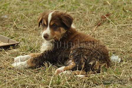 Australian Shepherd / Bild 71 von 140 / 03.09.2018 10:32 / DSC_1903.JPG