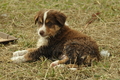 Australian Shepherd / Bild 71 von 140 / 03.09.2018 10:32 / DSC_1903.JPG