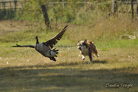 Australian Shepherd / Bild 70 von 140 / 05.09.2018 11:07 / DSC_2115.JPG