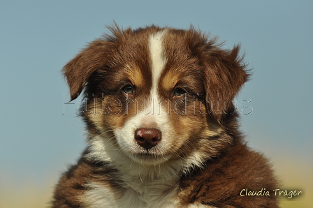 Australian Shepherd / Bild 69 von 140 / 05.09.2018 11:10 / DSC_2163.JPG