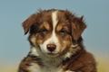 Australian Shepherd / Bild 69 von 140 / 05.09.2018 11:10 / DSC_2163.JPG