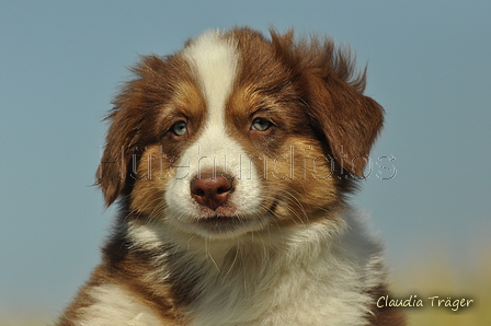 Australian Shepherd / Bild 68 von 140 / 05.09.2018 11:10 / DSC_2172.JPG