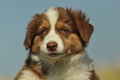 Australian Shepherd / Bild 68 von 140 / 05.09.2018 11:10 / DSC_2172.JPG