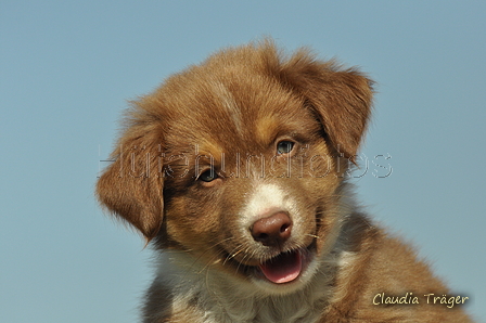 Australian Shepherd / Bild 67 von 140 / 05.09.2018 11:11 / DSC_2180.JPG