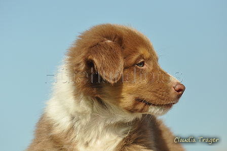 Australian Shepherd / Bild 66 von 140 / 05.09.2018 11:11 / DSC_2183.JPG