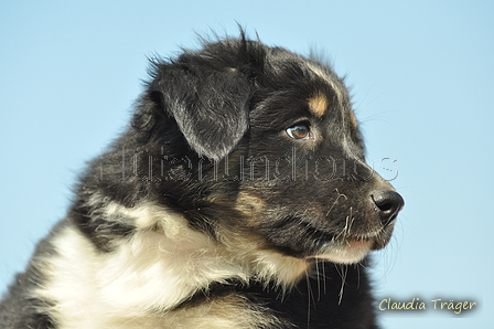 Australian Shepherd / Bild 65 von 140 / 05.09.2018 11:15 / DSC_2220.JPG