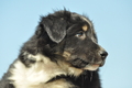 Australian Shepherd / Bild 65 von 140 / 05.09.2018 11:15 / DSC_2220.JPG