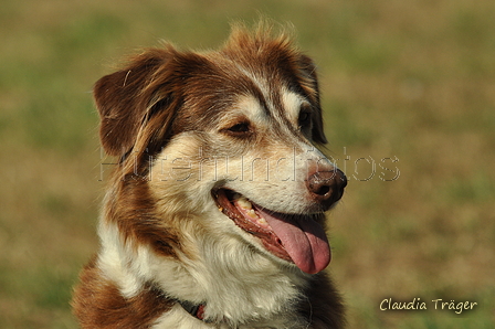 Australian Shepherd / Bild 64 von 140 / 05.09.2018 11:16 / DSC_2235.JPG