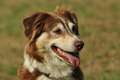 Australian Shepherd / Bild 64 von 140 / 05.09.2018 11:16 / DSC_2235.JPG