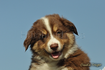 Australian Shepherd / Bild 63 von 140 / 05.09.2018 11:16 / DSC_2252.JPG