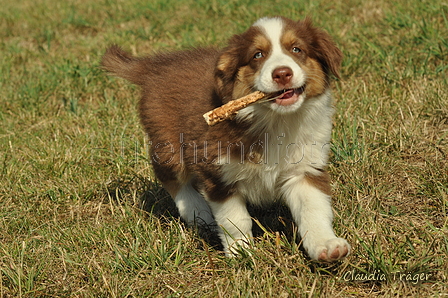 Australian Shepherd / Bild 62 von 140 / 05.09.2018 11:19 / DSC_2298.JPG