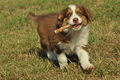 Australian Shepherd / Bild 62 von 140 / 05.09.2018 11:19 / DSC_2298.JPG