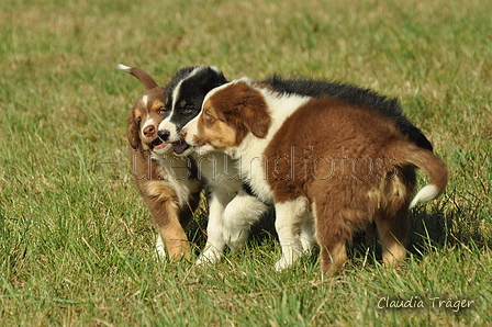 Australian Shepherd / Bild 61 von 140 / 05.09.2018 11:20 / DSC_2303.JPG