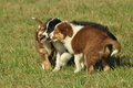 Australian Shepherd / Bild 61 von 140 / 05.09.2018 11:20 / DSC_2303.JPG