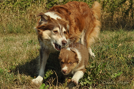 Australian Shepherd / Bild 60 von 140 / 05.09.2018 11:22 / DSC_2352.JPG