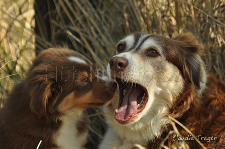 Australian Shepherd / Bild 59 von 140 / 05.09.2018 11:23 / DSC_2370.JPG