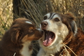 Australian Shepherd / Bild 59 von 140 / 05.09.2018 11:23 / DSC_2370.JPG