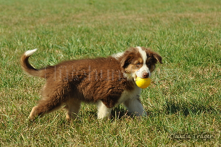 Australian Shepherd / Bild 58 von 140 / 05.09.2018 11:32 / DSC_2494.JPG