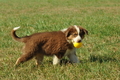 Australian Shepherd / Bild 58 von 140 / 05.09.2018 11:32 / DSC_2494.JPG