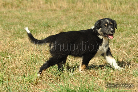 Australian Shepherd / Bild 57 von 140 / 05.09.2018 11:34 / DSC_2537.JPG