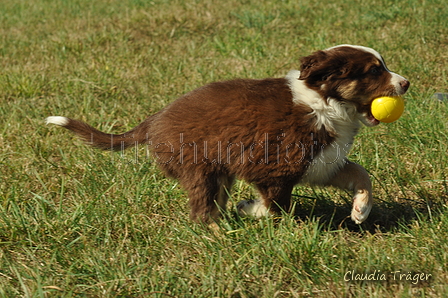 Australian Shepherd / Bild 56 von 140 / 05.09.2018 11:35 / DSC_2576.JPG