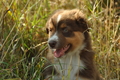 Australian Shepherd / Bild 55 von 140 / 05.09.2018 11:46 / DSC_2657.JPG