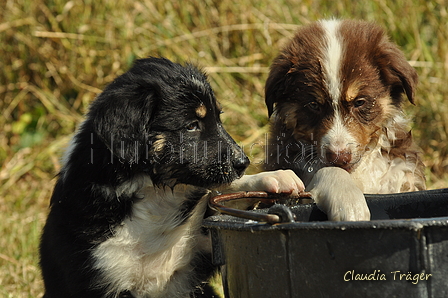 Australian Shepherd / Bild 54 von 140 / 05.09.2018 11:47 / DSC_2670.JPG