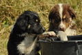 Australian Shepherd / Bild 54 von 140 / 05.09.2018 11:47 / DSC_2670.JPG