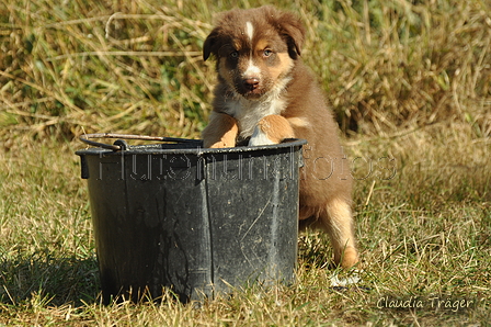 Australian Shepherd / Bild 52 von 140 / 05.09.2018 11:49 / DSC_2718.JPG