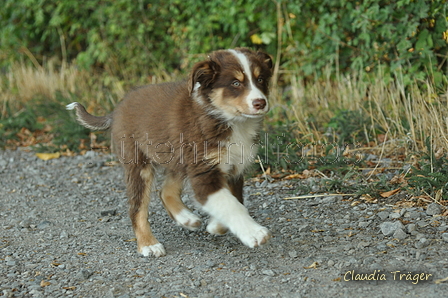 Australian Shepherd / Bild 49 von 140 / 17.09.2018 09:12 / DSC_3728.JPG