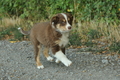 Australian Shepherd / Bild 49 von 140 / 17.09.2018 09:12 / DSC_3728.JPG