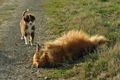 Australian Shepherd / Bild 48 von 140 / 17.09.2018 09:19 / DSC_3740.JPG