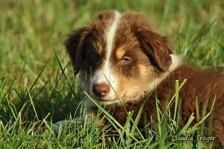 Australian Shepherd / Bild 47 von 140 / 17.09.2018 09:36 / DSC_3850.JPG