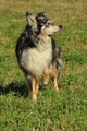 Australian Shepherd / Bild 46 von 140 / 30.09.2018 10:56 / DSC_4056.JPG