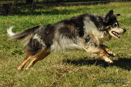 Australian Shepherd / Bild 45 von 140 / 30.09.2018 10:57 / DSC_4103.JPG