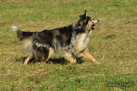 Australian Shepherd / Bild 44 von 140 / 30.09.2018 10:58 / DSC_4129.JPG