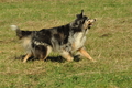 Australian Shepherd / Bild 44 von 140 / 30.09.2018 10:58 / DSC_4129.JPG