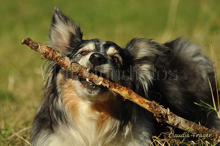 Australian Shepherd / Bild 43 von 140 / 30.09.2018 10:58 / DSC_4164.JPG