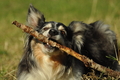 Australian Shepherd / Bild 43 von 140 / 30.09.2018 10:58 / DSC_4164.JPG