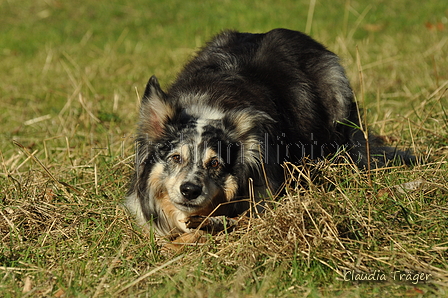 Australian Shepherd / Bild 42 von 140 / 30.09.2018 10:58 / DSC_4178.JPG