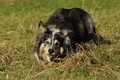 Australian Shepherd / Bild 42 von 140 / 30.09.2018 10:58 / DSC_4178.JPG