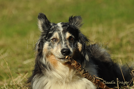 Australian Shepherd / Bild 41 von 140 / 30.09.2018 10:58 / DSC_4189.JPG