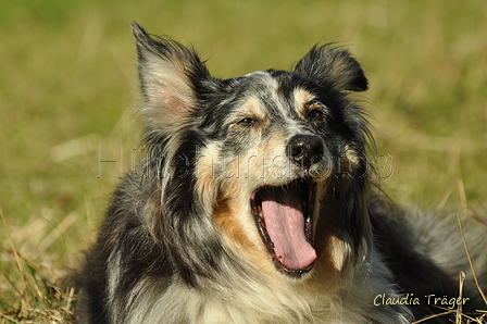 Australian Shepherd / Bild 40 von 140 / 30.09.2018 10:59 / DSC_4214.JPG