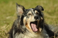 Australian Shepherd / Bild 40 von 140 / 30.09.2018 10:59 / DSC_4214.JPG