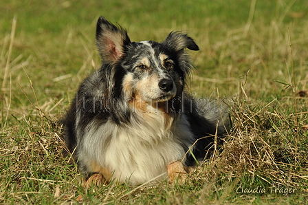 Australian Shepherd / Bild 39 von 140 / 30.09.2018 10:59 / DSC_4220.JPG