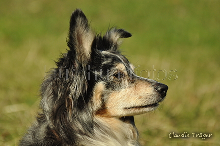 Australian Shepherd / Bild 38 von 140 / 30.09.2018 11:00 / DSC_4238.JPG