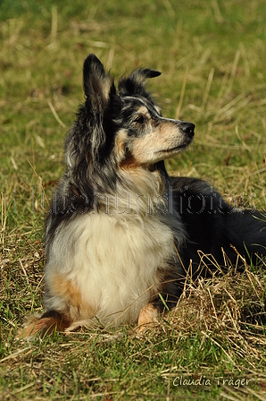 Australian Shepherd / Bild 37 von 140 / 30.09.2018 11:00 / DSC_4239.JPG