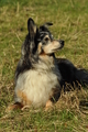 Australian Shepherd / Bild 37 von 140 / 30.09.2018 11:00 / DSC_4239.JPG