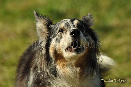 Australian Shepherd / Bild 36 von 140 / 30.09.2018 11:01 / DSC_4268.JPG